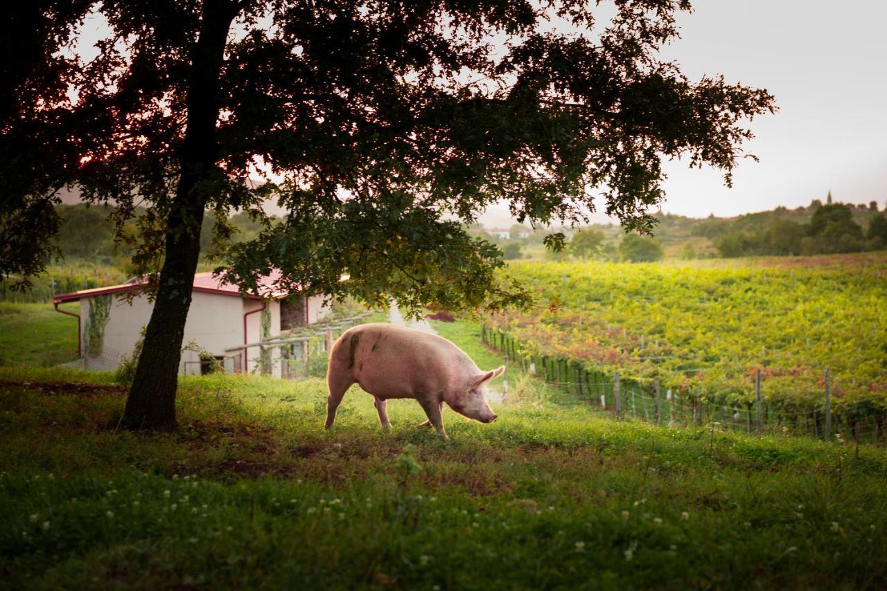 Tourist Farm Skerlj Villa Dutovlje Luaran gambar